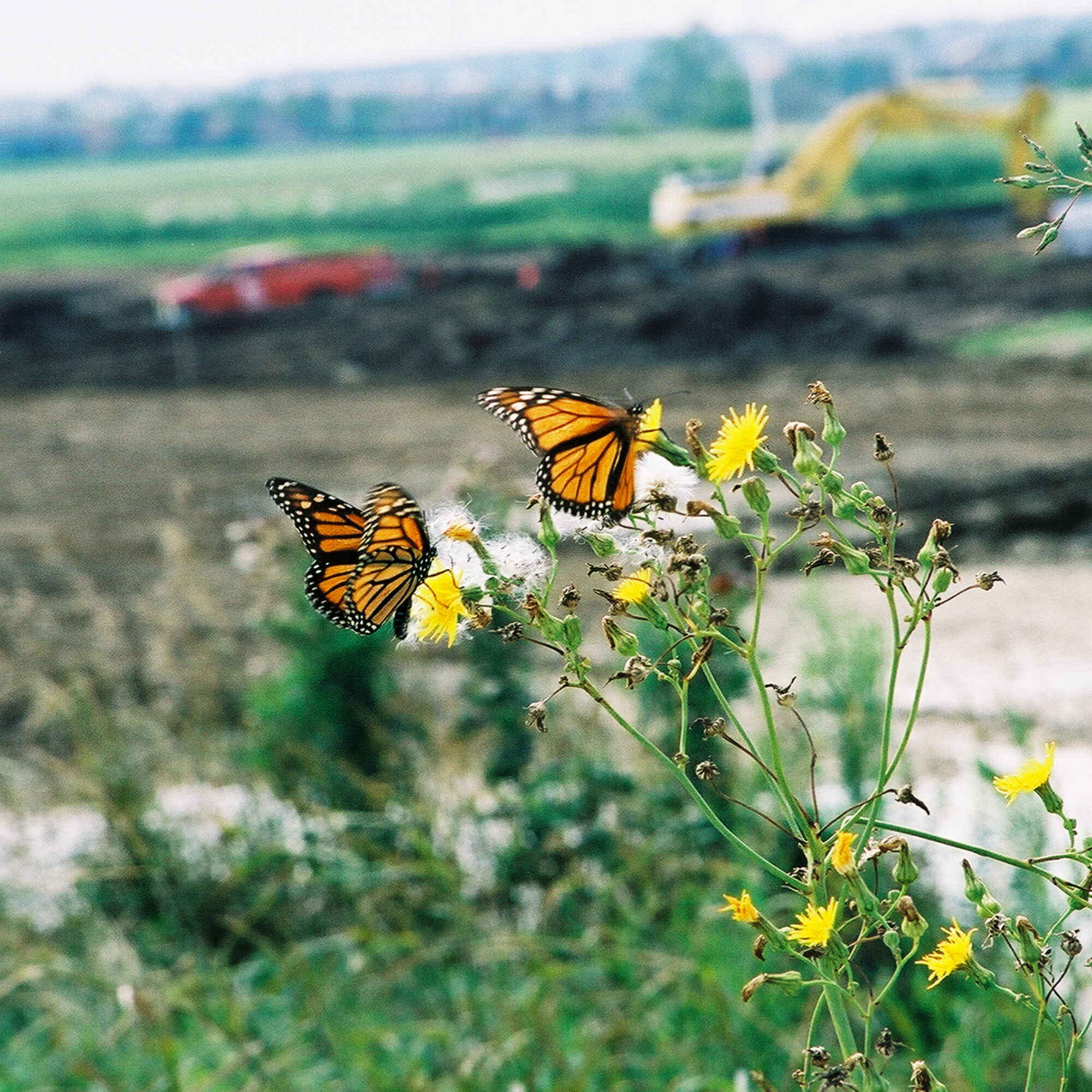 SC 2003 08 05 butterflies in meadow at groundbreaking 012